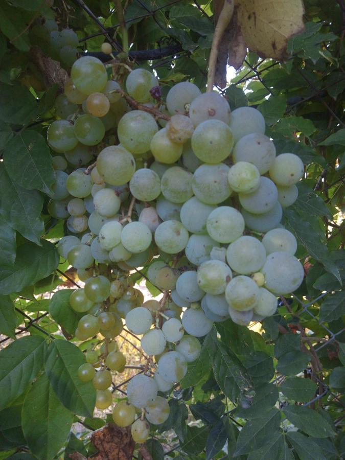 Loft Los Cerezos En Vistalba, Zona De Vinedos Y Bodegas Lujan de Cuyo Ngoại thất bức ảnh